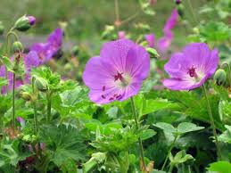 These flowers produce blooms up to two feet tall, each of which lasts all throughout the spring and summer. Perennials Which Require Cold Stratification Kevin Lee Jacobs