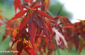 The japanese maple (acer palmatum) is our preferred tree to start from scratch. Acer Palmatum Japanese Maple Seeds