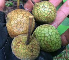 Image result for Artocarpus