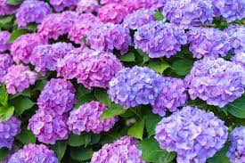 With its royal symbolism, shades of purple are sure to add some elegance to your garden! 100 Popular Types Of Purple Flowers Petal Republic