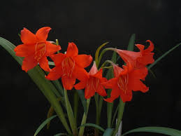 Image result for Cyrtanthus rhodesianus