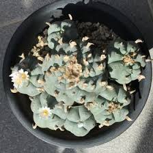The appearance of ariocarpus can lophophora 'peyote' slow growing, requires half shade in summer, full sun the rest of the year. 33 Lophophora Fricii Ideas Cactus Succulents Cactus And Succulents