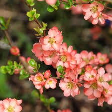 Image result for Chaenomeles japonica