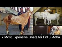 We did not find results for: Top 7 Most Expensive Goats In Pakistan For Eid Ul Adha 2018 Youtube