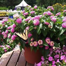 How To Make A Container Butterfly Garden Butterfly Garden Design Butterfly Garden Plants Butterfly Garden