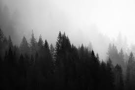 Forest Wallpaper Black And White Qyi Nature Wallpaper Check out our black and white art selection for the very best in unique or custom, handmade pieces from our prints shops. forest wallpaper black and white qyi