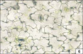 Image result for Solanum capsicoides