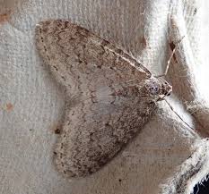 Image result for Trichopteryx