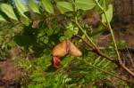 Image result for Copaifera baumiana