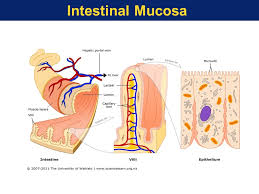 Image result for intestinal mucosa