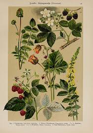 Image result for Rubus kirungensis