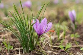 How To Grow Saffron Even In Cold Climates