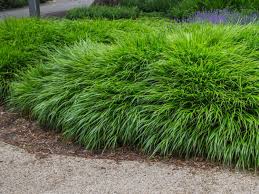 Japan Berggras Hakonechloa Macra Ziergras Baumschule Horstmann Schattenpflanzen