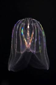 Bioluminescent Jellyfish It Lights Up And Goes Through The Entire Spectrum Of Color So Amazing Deep Sea Creatures Ocean Creatures Bioluminescent Jellyfish