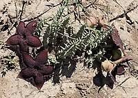 Image result for Tridentea marientalensis