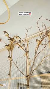 CANTO DE UN PAJARO CANARIO ❤️ #dinothecanarybird #fypシ゚viralシ  #pajarocanario #birdwatching #birdlife #pajaros #animallover #birdlovers  #petlovers #birds #pets #reelsviralシ #reelsfypシ @highlight Elma Basaysay  Mairon Mabilangan