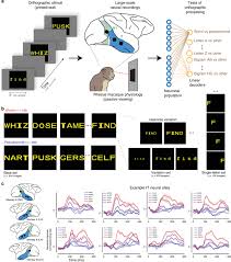 What's the response threshold and bigram detector? The Inferior Temporal Cortex Is A Potential Cortical Precursor Of Orthographic Processing In Untrained Monkeys Nature Communications