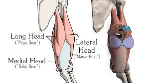 How To Draw Triceps Arm Anatomy For Artists Proko The biceps are usually worked using dumbbells but the simplest way to work the short head inner bicep. how to draw triceps arm anatomy for