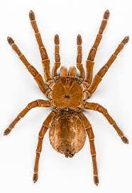 Male goliath bird eaters only live roughly five years, which is still longer than other male tarantulas who only make it about a year. Goliath Birdeater Wikipedia