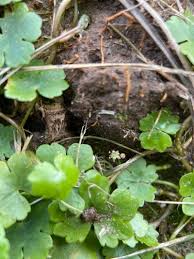 Image result for Hydrocotyle sibthorpioides