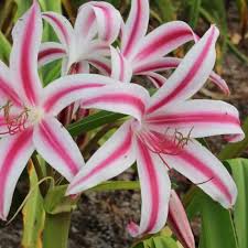 Image result for Crinum harmsii