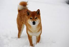 After all, it must be perfect like your lady pup! 150 Female Dog Names Fun Fierce Fabulous Girl Dog Ideas Pet Keen