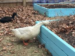 We did not find results for: Treats Your Ducks Will Love The Cape Coop