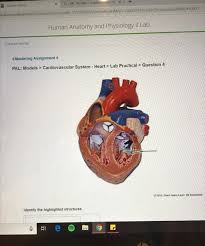 Pal Anatomy Anatomy Drawing Diagram