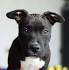American Bulldog & Staffordshire Terrier Mix: Info ...