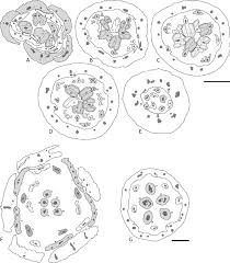 Image result for Monimiaceae