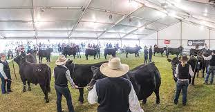 With more than 3,500 horses and 2,400 dogs, the royal adelaide show will be alive with an astonishing amount of animals in what is the state's largest congregation of fur, feathers and scales. Angus To Feature In Adelaide Angus Australia