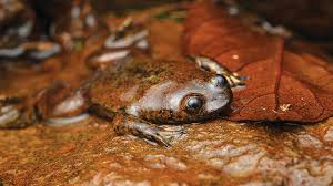 Katak Tanpa Paru Paru Yang Hanya Ada Di Kalimantan Greeners Co Bagian sayap dan paha bawah disisakan agar bentuknya masih. katak tanpa paru paru yang hanya ada di
