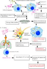 Image result for Group B Streptococcus Prophylaxis