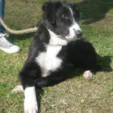 Thanks to @bleu_perigord @so_dordogne @phielesgarennes #dordogne #exceptionnel. Border Collie Spa De Perigueux En Dordogne