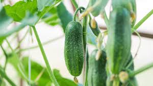 1.8 cats love eating plants. How To Grow Cucumbers 8 Tips For Your Best Crop Yet