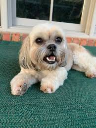 Lost Shih Tzu in Brittany Meadows, Reno