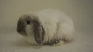 Image result for Lophacme