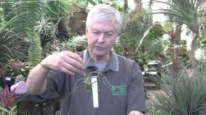 4,701 likes · 15 talking about this · 996 were here. Paul Isley Rainforest Flora Inc Tilly Talks Tillandsia Bulbosa Tillandsia Bulbosa Tillandsia Tillys