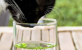 L Odorat Chez Le Chat Tout Savoir Tout Comprendre