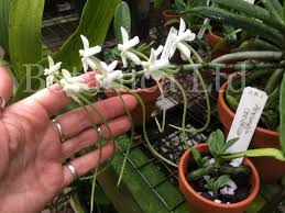 Image result for Aerangis collum-cygni