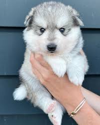 Can you hear these photos 😂