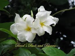 Chonemorpha Fragrans Plumeria Or Frangipani Vine Plumeria Fragrant Plant Frangipani