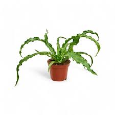 Image result for Asplenium angolense