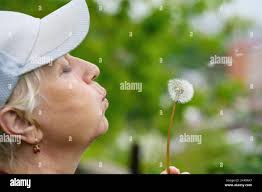 Soffia su un dente di leone immagini e fotografie stock ad alta risoluzione 
