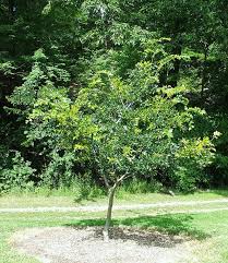 Image result for Celtis sinensis