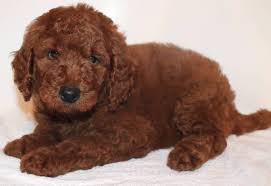 Every puppy is unique, just like every family is unique. Goldendoodle Puppy Colors By Moss Creek Goldendoodles In Florida English Goldendoodle Puppies