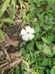 Image result for Cycnium jamesii