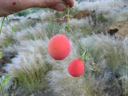 Image result for Coccinia rehmannii