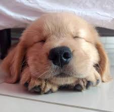 Credit Dora Goldenretriever C All Rights Belong To Their Respective Owners Animals Golden Retriever Kopek Turleri Hayvan Bebekler