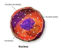Maybe you would like to learn more about one of these? Cell Nucleus Structure Function Expii